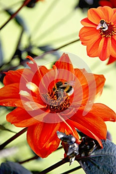 Bees pollinating flowers photo