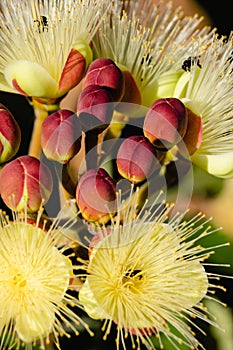 Bees pollinating flowers of souari nut Caryocar brasiliense, known as pequi in Portuguese.