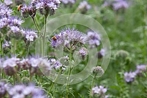 Bees pollinating Phacelia flowers