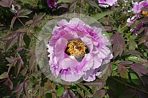 Bees pollinating pink flower of purple leaved tree peony