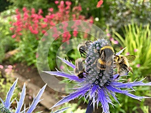 Bees pollinating a sea holly flower