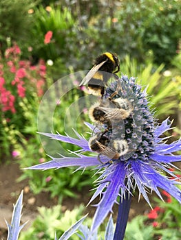 Bees pollinating a sea holly flower