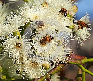 Bees Pollinating The Sugar Gum Tree(Eucalyptus cladocalyx) photo