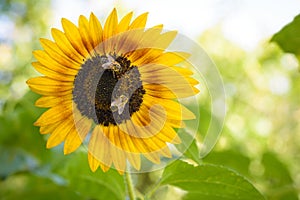 Bees pollinating a Sunflower photo
