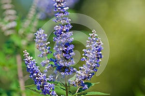 Bees pollinating on a vitex tree bloom