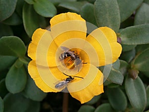 Bees pollinating a yellow flower.