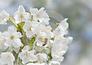 Bees pollination cherry blossom