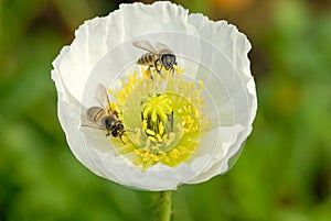 Bees and poppy flower