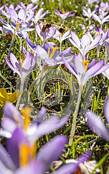 Bees and purple flowers