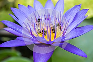 Bees on purple lotus flower