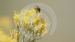 Bees and rabbitbrush flowers on sunny day