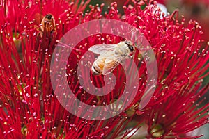 Bees on a red Pohutukawa flower, macro close up of anther and st