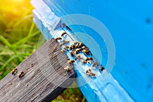 Bees returning from honey collection. Honey bees in blue hive entrance. Apis mellifera colony. Flying beekeeping bees. Summer in