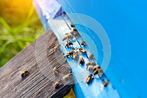 Bees returning from honey collection. Honey bees in blue hive entrance. Apis mellifera colony. Flying beekeeping bees. Summer