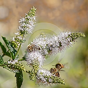 Bees on Rosemary Flowers