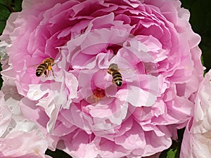 bees and rosy peony - spring