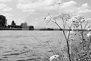 Bees searching for honey on cow parsley  Anthriscus sylvestris on the side of a river in Holland on a clear summer day