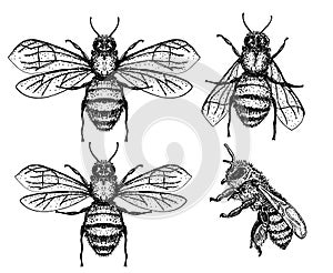 Bees set. vector illustration of tree honey bee. Hand drawn sketch isolated on white