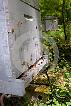 Bees on side hive