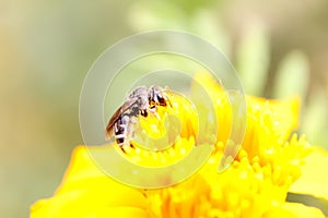 This is a bees sitting on a flower and eating huney