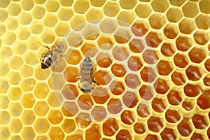 Bees sitting on a honeycomb, inside the beehive. Hexagonal background.