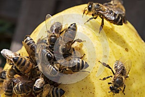 Bees the small insecton  the pears  close up in my garden