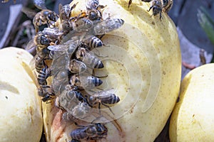 Bees the small insecton  the pears  close up in my garden