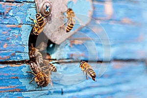 Bees spill forth from the circular entrance of the aged wooden hive,