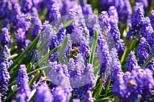 Bees on spring flowers