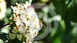 Bees on Spring White flowers. European Honey Bee on white flowers collect pollen and pollinates white blossom in spring