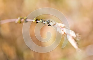 Bees on Stalk of Grass