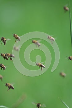 Bees in stationary flight