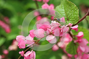 Bees stinging pink flowers Is a flowering plant of the family Polygonaceae, a pink clematis