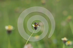 Bees suck honey on wildflowers