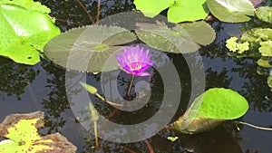 Bees Suck Nectar on Beautiful Purple Lotus Pollen