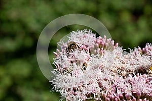 Bees suck nectar on umbels