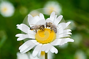 Bees sucking nectar from a daisy flower photo