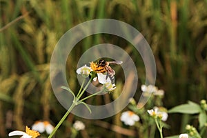 Bees sucking nectar from flowers in the field