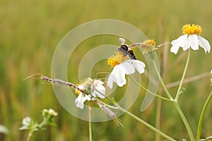 Bees sucking nectar from flowers in the field