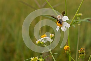 Bees sucking nectar from flowers in the field