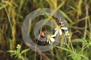 Bees sucking nectar from flowers in the field