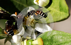 Bees sucking nectar from lime blossom pollen in a tropical farm