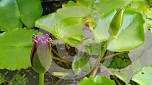 Bees are sucking nectar from lotus flowers.