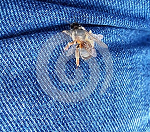 Bees in the summer. Insects small life