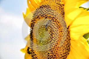 Bees on a sunflower