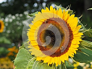 Bees on sunflower, sunflowers pollinate