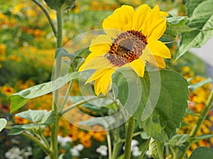 Bees on sunflower, sunflowers pollinate, bee at work