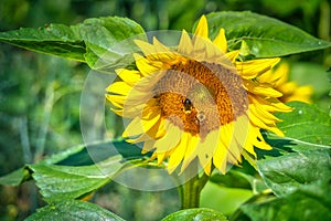Bees on a sunflower in the sunshine photo