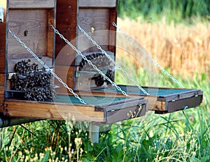 Bees swarm