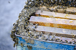 The bees swarm alongside the evidence. Snare trap.swarm of bees.